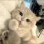 #ᓚᘏᗢ | Guild Tag • Cats • Art • Cute • Community • Chill • SFW • Social • Pfps • Giveaways • Fun