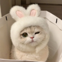 #ᓚᘏᗢ | Guild Tag • Cats • Art • Cute • Community • Chill • SFW • Social • Pfps • Giveaways • Fun avatar