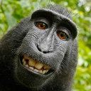 The Monkey Zone