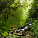 The jungle