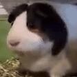 The Offical Dukers Discord Server Icon