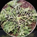 BasementGardens