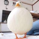   Duck Community    offɪcɪal Discord Server Icon