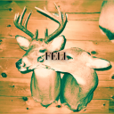 BACKWOODWIZARDS Discord server icon