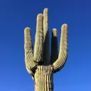Cactus RP