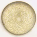 The Plankton Project