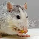 Saetis