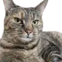 Huskattens Leaks