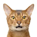 Pyramid Cat