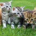 #Team Cats