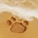 ✦ 𝐒𝐀𝐁𝐄𝐑 𝐒𝐇𝐎𝐑𝐄 ✦