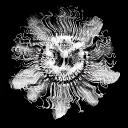 Passiflora Discord Server Icon