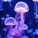 The Coral Cove ! Discord Server Icon