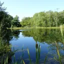 The Pond