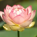 Batz Snapchat's icon