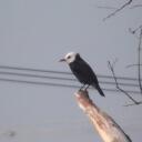 Hospício Do Fenzye(bem morto tá) Discord Server Icon