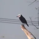 𝙷𝚘𝚜𝚙í𝚌𝚒𝚘 𝙳𝚘 𝙵𝚎𝚗𝚣�... Discord Server Icon