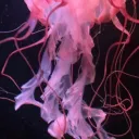 ﹒jelly﹒ 🫧 Discord Server Icon