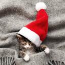 mittenz! | NITRO GIVEAWAY !! Discord Server Icon