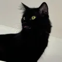 *musicord* Discord Server Icon