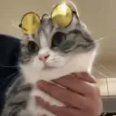 Komaru Discord Server Icon