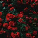 The Poetry Corner Discord Server Icon