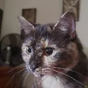 UltraTanookiBrosHome discord icon