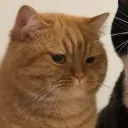 Gatos 1
