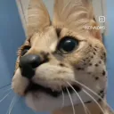 Silly Haven Discord Server Icon