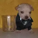 Dog Sigma