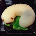 Grub Life [UPDATE]