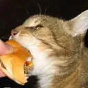 MWS