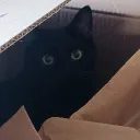 Binx's Box 📦