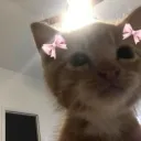 cat game Discord Server Icon