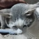Nekovania