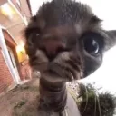 🐈⬛kitty palace⬛🐈's icon