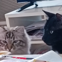 Chats