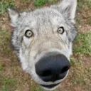 wulf pack