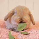 winx　⟡　crds Discord server icon