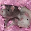 。𖦹°‧ RAT KINGDOM ‧°𖦹。 Discord Server Icon