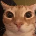 wonderland Discord Server Icon