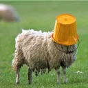 Sheeps Fans