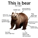 BEAR-ly functional