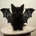 coolcats Discord Server Icon