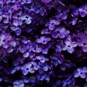    Flower SMP Interview Server Discord Server Icon