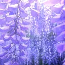 Blue Lily Cafe