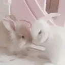 shape d flag🐇