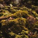 the mossy grove Discord Server Icon