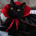 🍂 La aldea oculta del Catnip 🍂