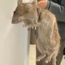 Shaheer's Development Center Discord server icon